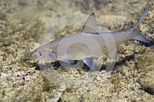 Vimba Vimba vimba Underwater photography close up
