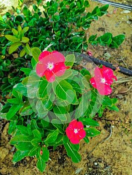 a vina plant with pink color flowers