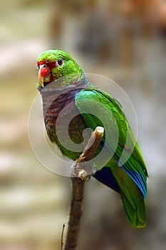 The vinaceous-breasted amazon Amazona vinacea sitting on the branch