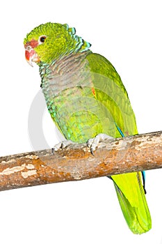 Vinaceous-breasted amazon parrot