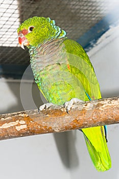 Vinaceous-breasted amazon parrot