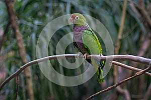 Vinaceous-breasted Amazon Parrot