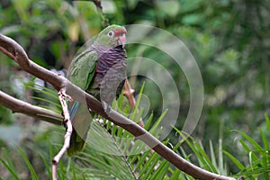 Vinaceous-breasted Amazon Parrot