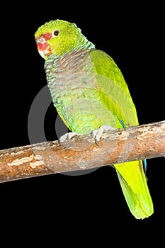 Vinaceous-breasted amazon parrot