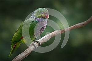 Vinaceous-breasted Amazon Parrot