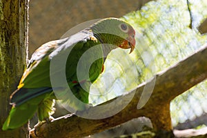 Vinaceous-breasted amazon is sittin on a branch in a cage