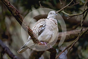 The vinaceous dove is a pigeon which is a widespread resident breeding bird in a belt across South Africa