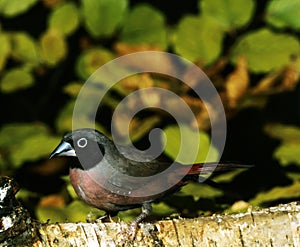 Vinaceous Fire Finch or Black-Faced Fire Finch, lagonosticta vinacea