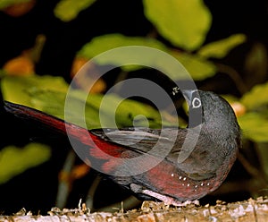 Vinaceous Fire Finch or Black-Faced Fire Finch, lagonosticta vinacea