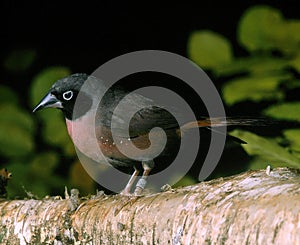 Vinaceous Fire Finch or Black-Faced Fire Finch, lagonosticta vinacea