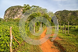 Vinales, Cuba