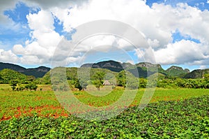 Vinales national park, Cuba
