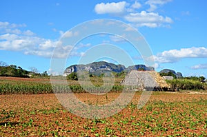 Vinales national park and its houses photo