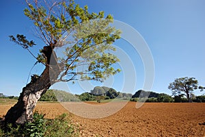 The Vinales valley in Cuba