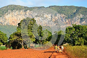 Vinales valley, Cuba