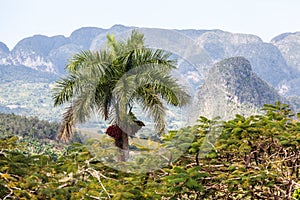 Vinales Valley, Cuba,