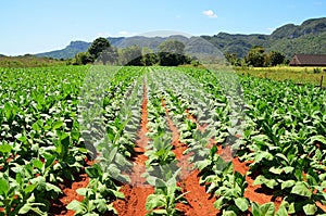 Vinales valley, tobacco field, Cuba