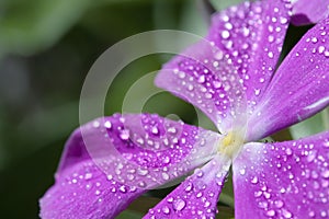 Vinca with drops of dew.