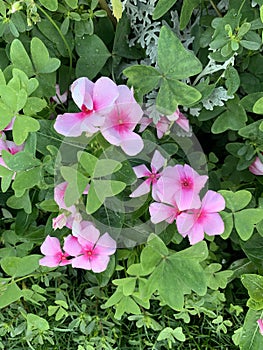 Vinca erecta summer flowers blooming