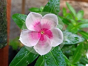 Vinca flower