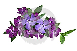 Vinca Flower