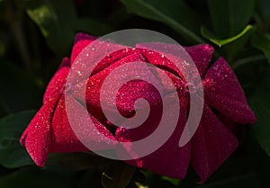 Vinca flower covered with morning dew