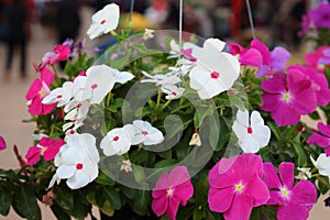 Vinca flower floral nature colorful.