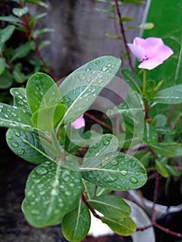 vinca flower leaves and morning dew