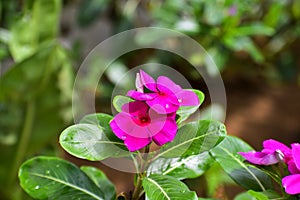 Vinca flowers