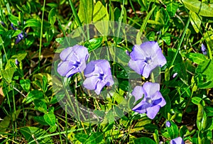 Vinca is a genus of flowering plants in the family Apocynaceae