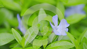 Vinca herbacea. Violet spring blossoms orvinca minor. Vinca minor sways blown by a breeze. Shallow depth of field.