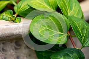 Vinca Leaf Closeup