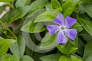 Vinca major bigleaf periwinkle, large periwinkle, greater periwinkle, blue periwinkle flower, green leaves background