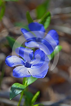 Bigleaf periwinkle flower photo