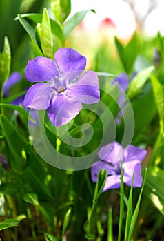 Vinca major leaves and flowers