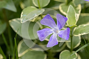 Vinca major periwinkle