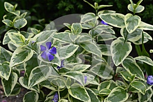 Vinca major Variegata photo