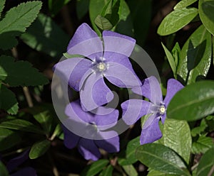 Vinca minor