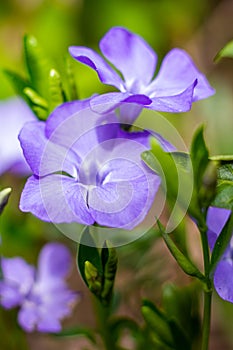 Vinca minor, common names lesser periwinkle or dwarf periwinkle in Botanical Garden