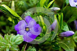 Vinca minor, common names lesser periwinkle or dwarf periwinkle in Botanical Garden