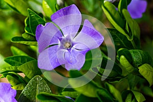 Vinca minor, common names lesser periwinkle or dwarf periwinkle in Botanical Garden