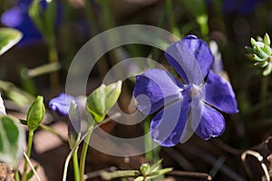 Vinca minor common names lesser periwinkle, dwarf periwinkle, small periwinkle, common periwinkle is a species of flowering plant