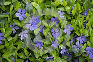 Vinca minor