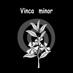 Vinca minor flower myrtle dwarf periwinkle vector drawing tattoo