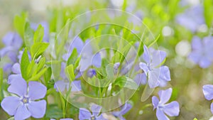 Vinca minor flower natural background. Blue flowers of periwinkle or vinca minor swinging in the wind. Selective focus.