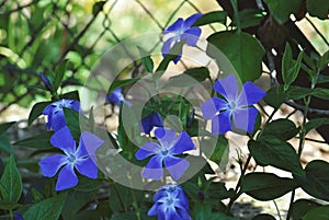 The Vinca minor is a ground cover