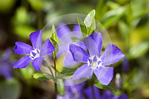 Vinca minor lesser periwinkle flower, common periwinkle in bloom, ornamental creeping flowers