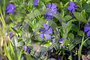 Vinca minor lesser periwinkle ornamental flowers in bloom, common periwinkle myrtle flowering plant, creeping flowers