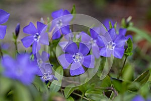 Vinca minor lesser periwinkle ornamental flowers in bloom, common periwinkle flowering plant, creeping flowers