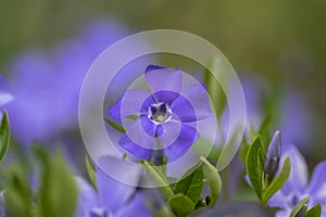 Vinca minor lesser periwinkle ornamental flowers in bloom, common periwinkle flowering plant, creeping flowers